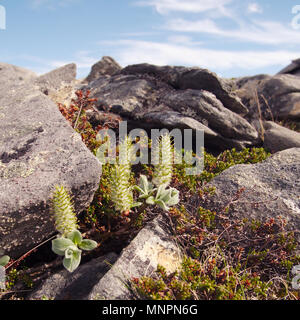 Vue panoramique sur le sentier près de Knivskjelodden Nordkapp, Norvège. Knivskjelodden est la partie la plus au nord de l'Europe et ne peut être atteint à pied. Banque D'Images