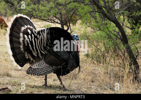 Un mâle Gould's wild turkey, (M. g. cuisine mexicaine, et plusieurs femelles errent dans les prairies dans les contreforts des montagnes de Santa Rita, Fo National de Coronado Banque D'Images