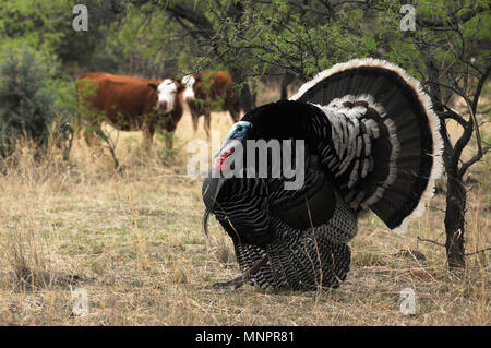 Un mâle Gould's wild turkey, (M. g. cuisine mexicaine, et plusieurs femelles errent dans les prairies dans les contreforts des montagnes de Santa Rita, Fo National de Coronado Banque D'Images