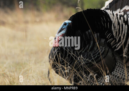 Un mâle Gould's wild turkey, (M. g. cuisine mexicaine, et plusieurs femelles errent dans les prairies dans les contreforts des montagnes de Santa Rita, Fo National de Coronado Banque D'Images