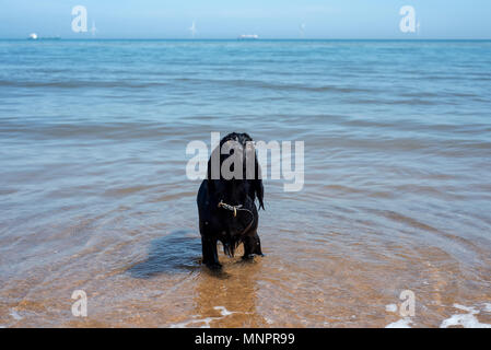 Spaniel chien debout dans l'eau calme à seaton sluice beach, North East England Banque D'Images