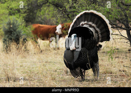 Un mâle Gould's wild turkey, (M. g. cuisine mexicaine, et plusieurs femelles errent dans les prairies dans les contreforts des montagnes de Santa Rita, Fo National de Coronado Banque D'Images