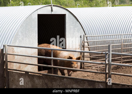 Les porcs dans un orgelet à l'exploitation porcine à l'abbaye Lilbosch à Echt, aux Pays-Bas. Banque D'Images