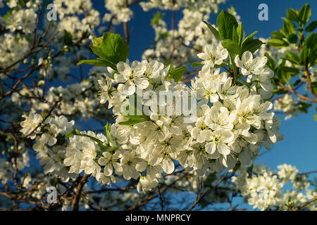 Fleur de printemps du pruneau dans jardin sur fond de ciel bleu Banque D'Images