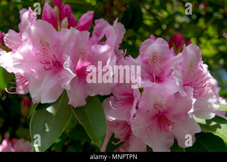 Lumineux et beau rhododendron fleurit au printemps autour du State Capitol building à Olympia, Washington. Banque D'Images