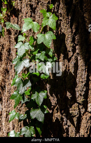 Ivy grimpant sur un tronc d'arbre texturé Banque D'Images