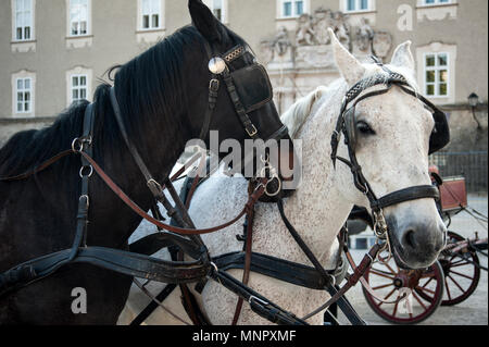 Salzbourg, la cabine en chevaux, appelé Fiaker, dans la vieille ville en été Banque D'Images