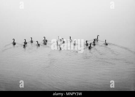 Les volées de canards nager loin de la distance dans un étang brumeux Banque D'Images