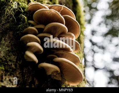 Bouquet de champignons sauvages poussant sur un arbre dans la forêt Banque D'Images