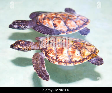 Deux bébé tortue de mer nageant dans l'eau tropicale, Indonésie Banque D'Images