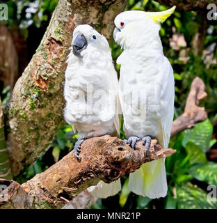 Cacatoès blanc à crête jaune (Cacatua galerita Cacatua sulphurea) et Parrot dans la nature l'entourant, Bali, Indonésie Banque D'Images