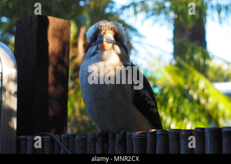 Kookaburra opportunistes à un coin repas extérieur à Byron Bay, Australie Banque D'Images
