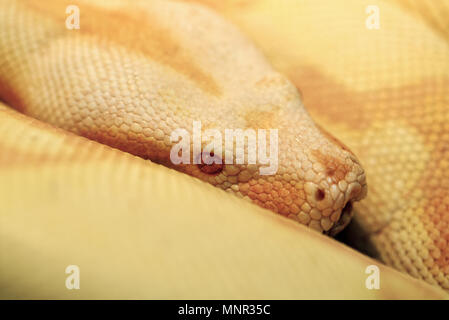 Animaux : albino python indien dans une chaude lumière lumineuse, closeup shot Banque D'Images