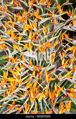 Oiseau de paradis (Strelitzia) magnifique bouquet Banque D'Images