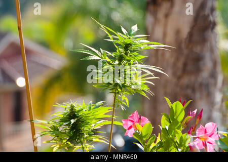 Usine de la marijuana à des fins récréatives Banque D'Images