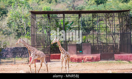 Un couple de girafes se tenant ensemble au zoo et à l'égard de visiteurs Banque D'Images