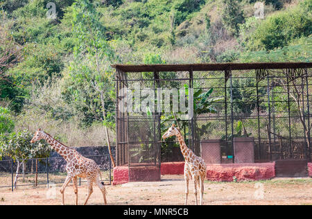 Un couple de girafes se tenant ensemble au zoo et à l'égard de visiteurs Banque D'Images