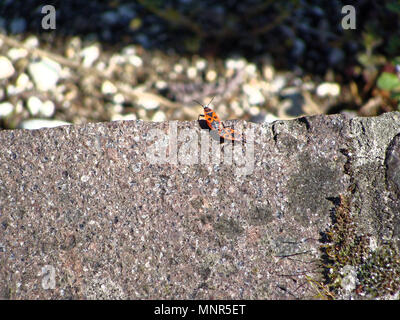 Paire de bogues insecte rouge connecté de façon romantique pour la continuation de la famille. Les coléoptères sur les montagnes en pierre grise Banque D'Images