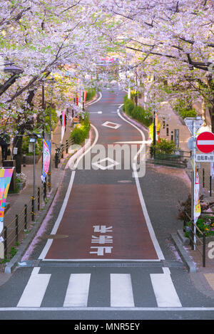 Cherry Blossom Road dans le quartier de Shibuya au Japon et moment de paix Banque D'Images