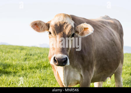 Un jeune veau de la race Suisse brune bovins se dresse sur un matin de printemps dans un pré au pied de la Suisse et ressemble curieusement dans la photo Banque D'Images