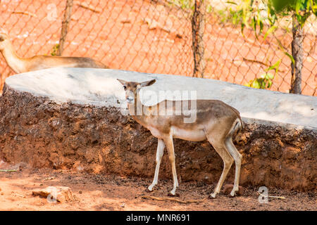 Eld's deer kid stansing sous un arbre dans un parc public de Visakhapatnam. Banque D'Images