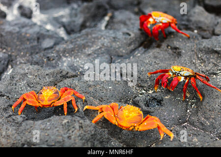 Sally Lightfoot crabes sur une pierre de lave noire Banque D'Images