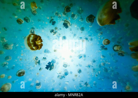 De photo sous-marine dans le lac Jellyfish or endémique à Palau. Plongée avec tuba dans Jellyfish Lake est une activité populaire pour les touristes à Palau. Banque D'Images