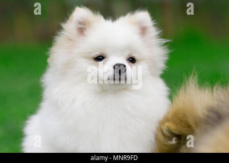 Spitz Pomeranian blanc jouant sur l'herbe. Banque D'Images