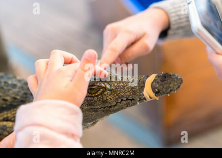 Child touching baby crocodile du Nil alors que père maintenant. Banque D'Images