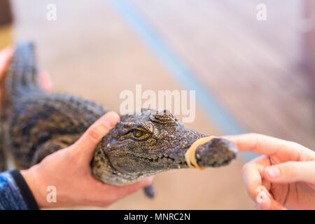 Child touching baby crocodile du Nil alors que père maintenant. Banque D'Images