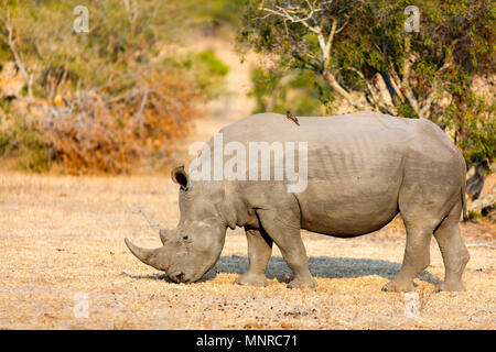 White Rhino paître dans un champ ouvert en Afrique du Sud Banque D'Images