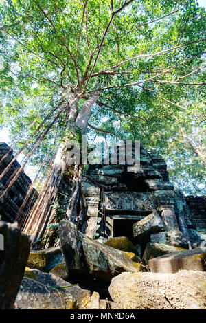 Ta Prohm temple jungle dans la zone archéologique d'Angkor au Cambodge Banque D'Images