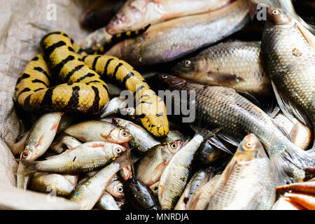 Poisson frais au marché de fruits de mer au Cambodge Banque D'Images