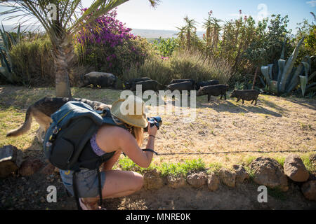 Jeune femme photographe se penche pour photographier un troupeau de jeunes porcs avec leur mère, Le Cap, Afrique du Sud Banque D'Images