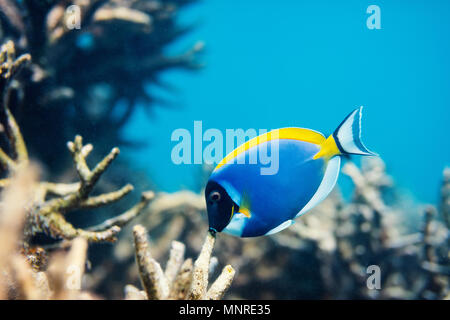 Beaux coraux colorés et poissons tropicaux sous l'eau dans les Maldives Banque D'Images