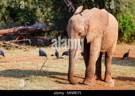 Portrait de l'éléphant au parc safari, leopard on background Banque D'Images