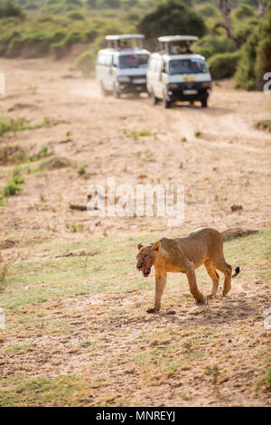 Young male lion dans la réserve nationale au Kenya Banque D'Images