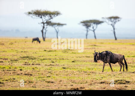 Gnous dans le parc national de Masai Mara au Kenya Banque D'Images