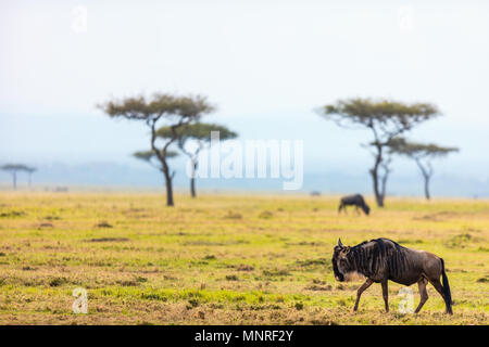 Gnous dans le parc national de Masai Mara au Kenya Banque D'Images