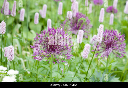 Allium 'Purple Rain' et Persicaria bistorta des fleurs au printemps. Banque D'Images