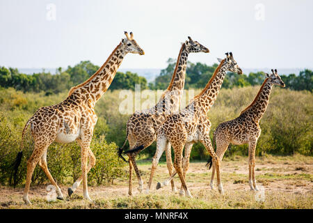 Les Girafes au parc safari Masai Mara au Kenya Afrique Banque D'Images