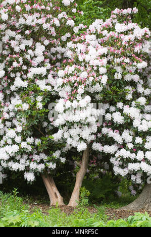 Grand Rhododendron à RHS Wisley garden. Banque D'Images