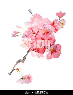 Sakura en fleurs luxuriantes aquarelle direction illustration isolé sur fond blanc Banque D'Images