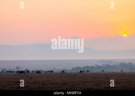 Gnous au petit matin sur le Masai Mara au Kenya Banque D'Images