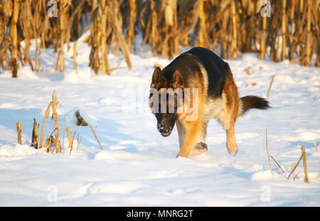 Berger allemand chien qui court dans la neige, champ de maïs en arrière-plan Banque D'Images