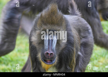 , Mandrill Mandrillus sphinx,,Primat Affe,Monkey,singe vervet, Passereau, Banque D'Images