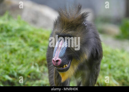 , Mandrill Mandrillus sphinx,,Primat Affe,Monkey,singe vervet, Passereau, Banque D'Images