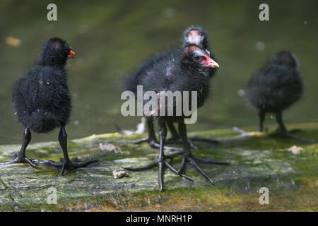 Blässralle Blaessralle Blaesshuhn,,,Blässhuhn,Cub,Jungtier,Kueken,Fulica atra Foulque macroule,,Ralle,Vogel,Oiseau, Banque D'Images