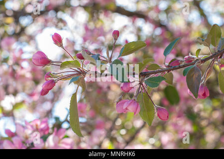 Bourgeons rose de unblown arbre fruitier libre. Fleurs de pommier sur ressort. Pommetier en fleurs dans le parc. Banque D'Images