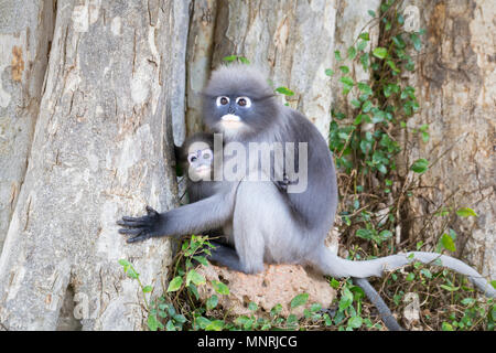 Langur monkey avec bébé, Trachypithecus obscurus, dans le parc historique de Khao Lommuak près de Prachuap Khiri Khan, Thaïlande Banque D'Images